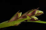 Longstalk sedge